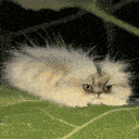 90850ohiocat