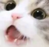Cat_Surprised
