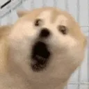 scream