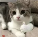 catthumbsup