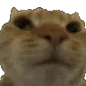 catno