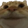 catyes