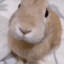 slungus