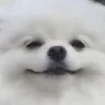 smuggerBOYE