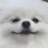 :smuggerBOYE: