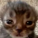 Kitty