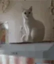 cathandshake