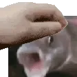 patthepogfish