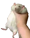 Rat_SHAKE_Inv