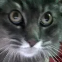 morris_ping