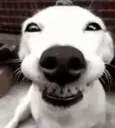 hihi hihi