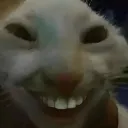 cat1
