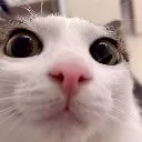 stare
