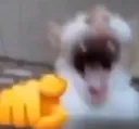 catlaugh