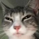 sus_cat