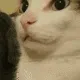 catshush