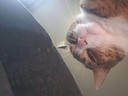 catstare Discord emoji