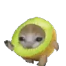 lemoncat