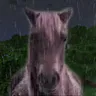 honse