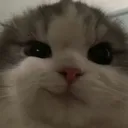 0catsmirk 0catsmirk