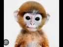 DriplyGoofedmonkey