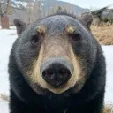 thebearstare
