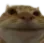 catgrin