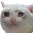 sadcar sadcar