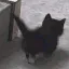 cat_bye