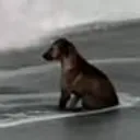 sadawg