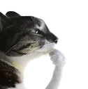 Thumking