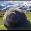 seal