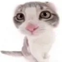meow
