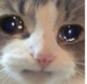 sadcat_samatva Discord emoji