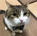 GATO