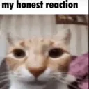 CatHonestReaction