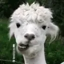 hurrdurr