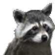 raccoon