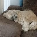 cachorralaela