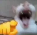 cathehe