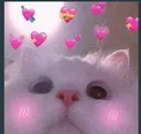 cat_blushhh
