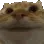 catnod