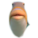 fish_stare fish_stare