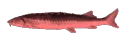 fish_spin