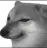 dogesh dogesh