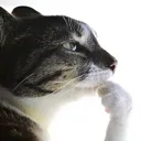 ponder