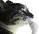 Pondering