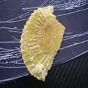 cupcakewrapper