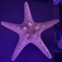 patrick