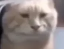 cat5kholoi